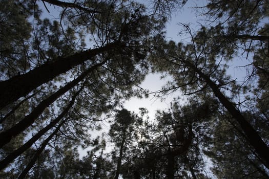 Red pine trees.They are leaning towards the sky