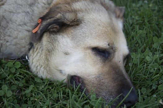Calm, sleepy, tired street dog. Sleeping on the grass