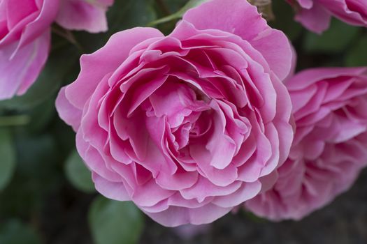 Close-up, pink rose bud. Fresh and freshly bloomed