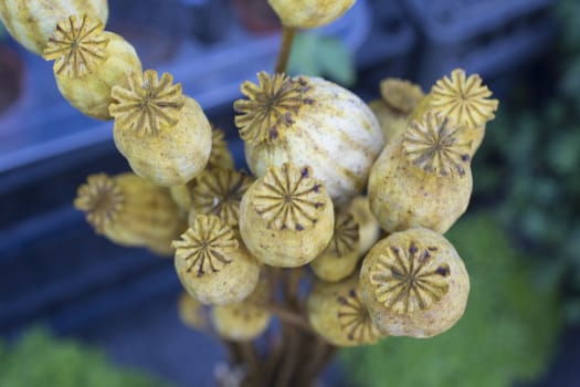 Flower potted poppy. Growing up, not milking. Is the sale legal?