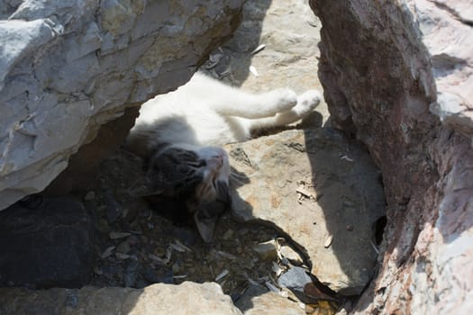 Cat sleeping in the shade in warm weather. Between the two stones