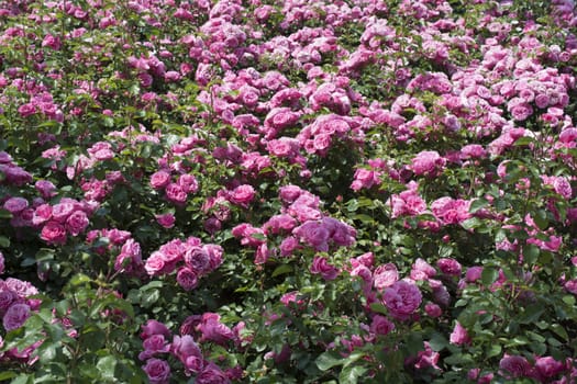 Pink rose garden. There are only pink roses in the garden
