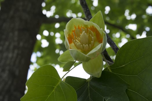 Liriodendron tulipifera.African tulip is known by the name of the tree.Because the flowers look like tulips