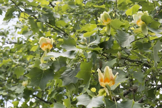 Tulip tree flower. Liriodendron tulipifera.African tulip is known by the name of the tree.Because the flowers look like tulips