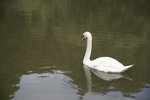 White angels of Atatürk arboretum lake.Sarıyer-İstanbul