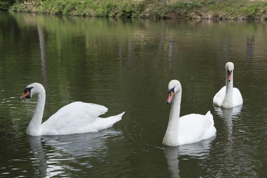 White angels of Atatürk arboretum lake.Sarıyer-İstanbul