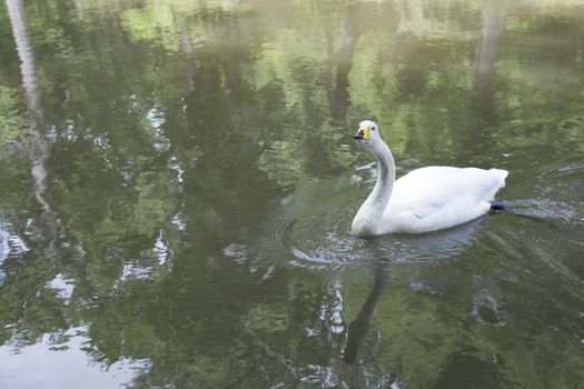 White angels of Atatürk arboretum lake.Sarıyer-İstanbul