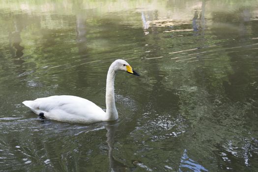 White angels of Atatürk arboretum lake.Sarıyer-İstanbul