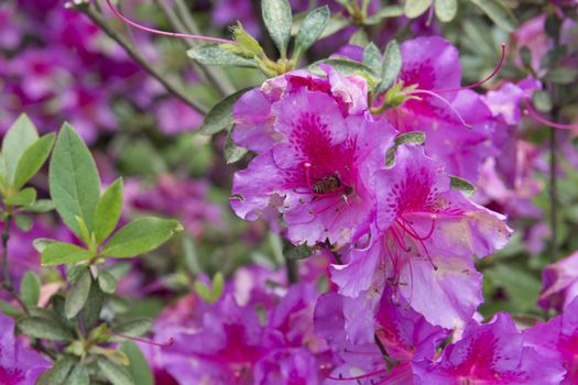 Japanese rose or Chinese rose (Hibiscus rosa-sinensis) is a kind of flower pot and garden ornamental plant of eastern origin originating from the family of hibiscus miller (Malvaceae).