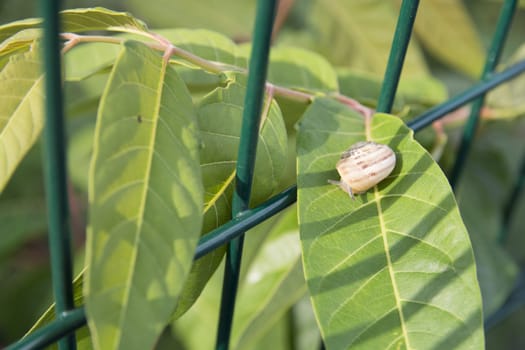 Snail trying to escape from the garden fence