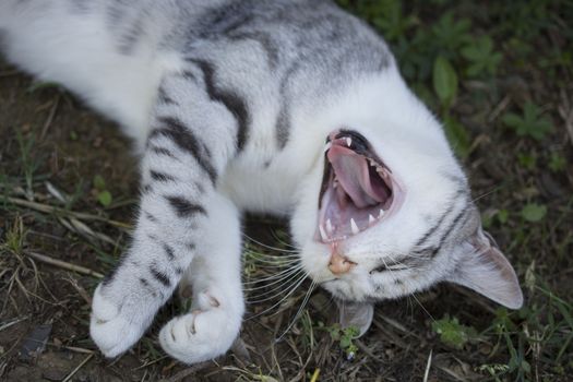 A delightful cat. New awake. yawns.Happy and peaceful