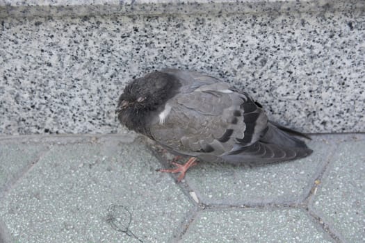 On the street, on the edge of the wall, patient pigeon