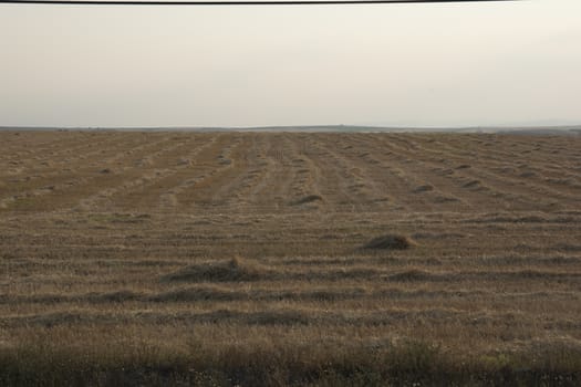 Harvested wheat field. Queue row straws collected