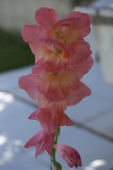 The most loved flower of the summer gardens