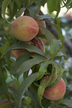 Fruit of the peach tree.Peach between the leaves