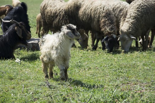 Flock of sheep and goats. Feast of Sacrifice in Islamic world.
Sacrificed worship is done with these animals.