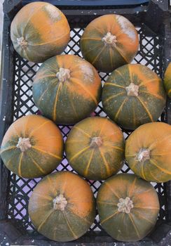 fresh, colored, striped, ball shaped, honey pumpkin