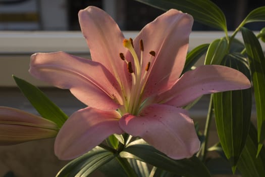 pink color, beautiful lily.
illuminates the evening sun