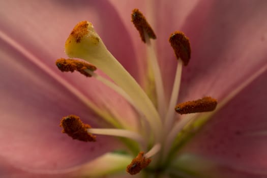 pink beautiful flower. sections of flower. male and female organs. reproductive organ