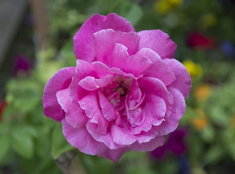 very beautiful, pink rose. she opened her leaves