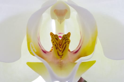 close - up orchid flower.
inner regions. the inner flower is called petal. this piece is called '' Labellum '' which means lips.