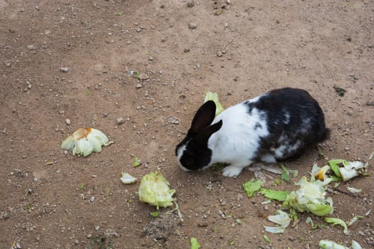 black-spotted rabbit eats lettuce very hungry bellies