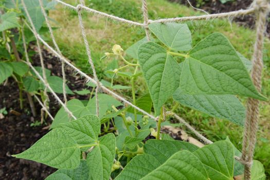 Small yin yang bean pods growing on lush plants with heart-shaped leaves