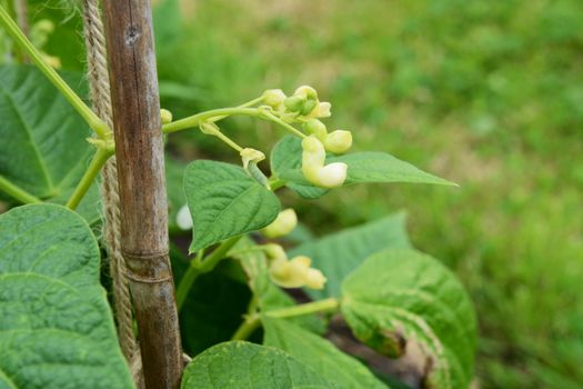 Tiny bean pod and new white flowers forming on a yin yang common bean plant in an allotment