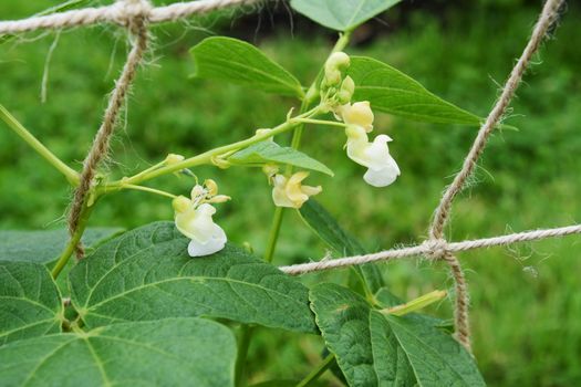 White flowers of a calypso bean plant - Phaseolus vulgaris - supported by twine netting