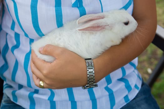 white rabbit lies in woman arms.cute and docile