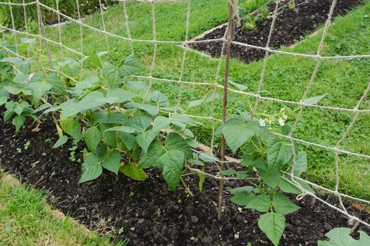 Young calypso bean plants, supported by twine netting in a lush vegetable garden