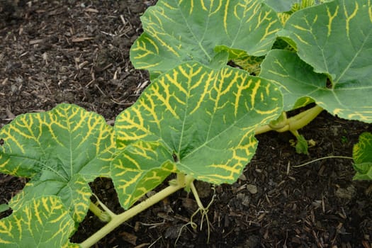 Large green leaves on gourd vine with yellow vein markings across the surface. Copy space on soil beyond.