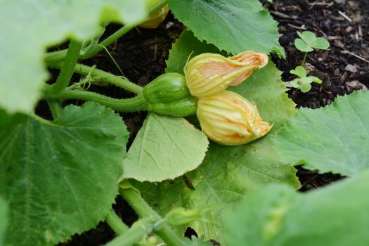 Unusual Siamese ornamental warted gourd - two gourds growing conjoined with two flower heads among large green leaves