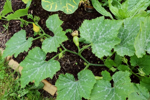 Long spikey cucurbit vine with multiple warted gourds growing among large green leaves