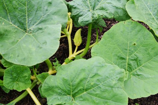 Turks Turban gourd female flower with fruit ready to form at the bottom of the petals, among lush green leaves