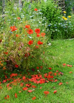 Pretty red poppies in a rural flower garden, dropping their petals on to the grass below