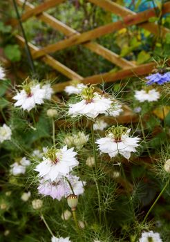 White love in a mist - nigella - flowers surrounded by frondy foliage, growing against a wooden trellis