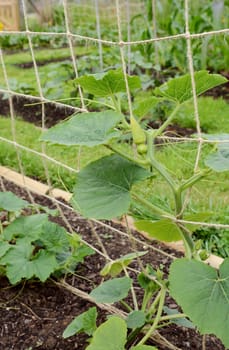 Climbing gourd plant supported on twine netting. A female flower at the top of the plants shows a small fruit beneath the closed petals.