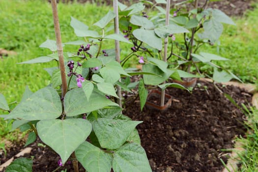 Dwarf French bean plants supported by bamboo canes. Small purple flowers open among heart-shaped green leaves.