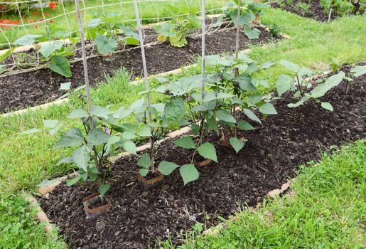 Row of dwarf French bean plants - successional sowing results in younger plants growing to extend growing season