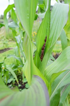 Dark tassel of Fiesta sweetcorn among long green leaves