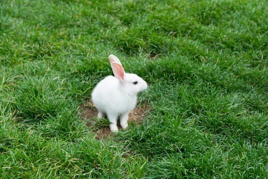 White rabbit playing in the grass. with curious looks