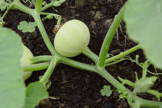 Smooth-skinned, pale green ornamental gourd growing on a prickly vine on dark compost