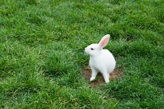 White rabbit playing in the grass. with curious looks