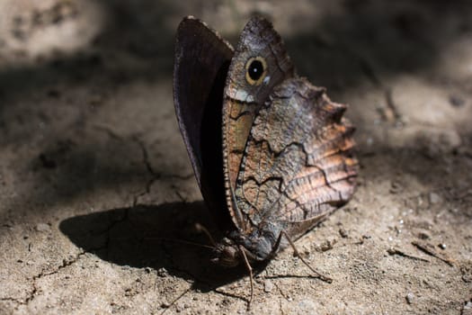 close-up of a butterfly with eye-shaped spots