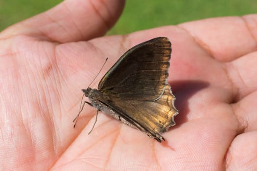 stained, brown, mottled butterfly. close-up