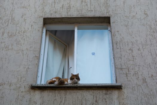 The cat came out of the window. watching around