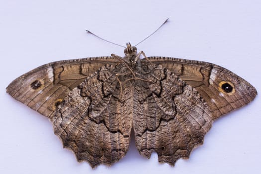 close-up brown, mottled butterfly. wings open,