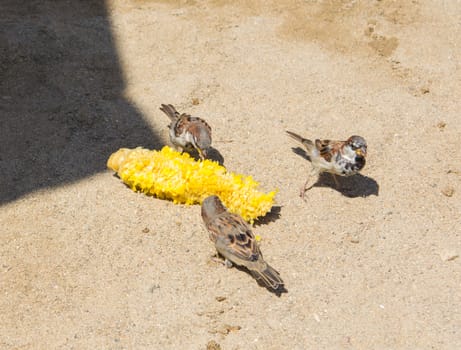 On the beach, the birds are eating boiled corn