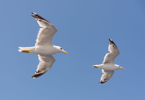 two gulls flying together in the blue sky